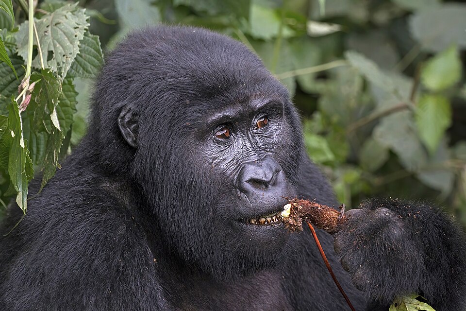 Real gorilla photo for TourismTech